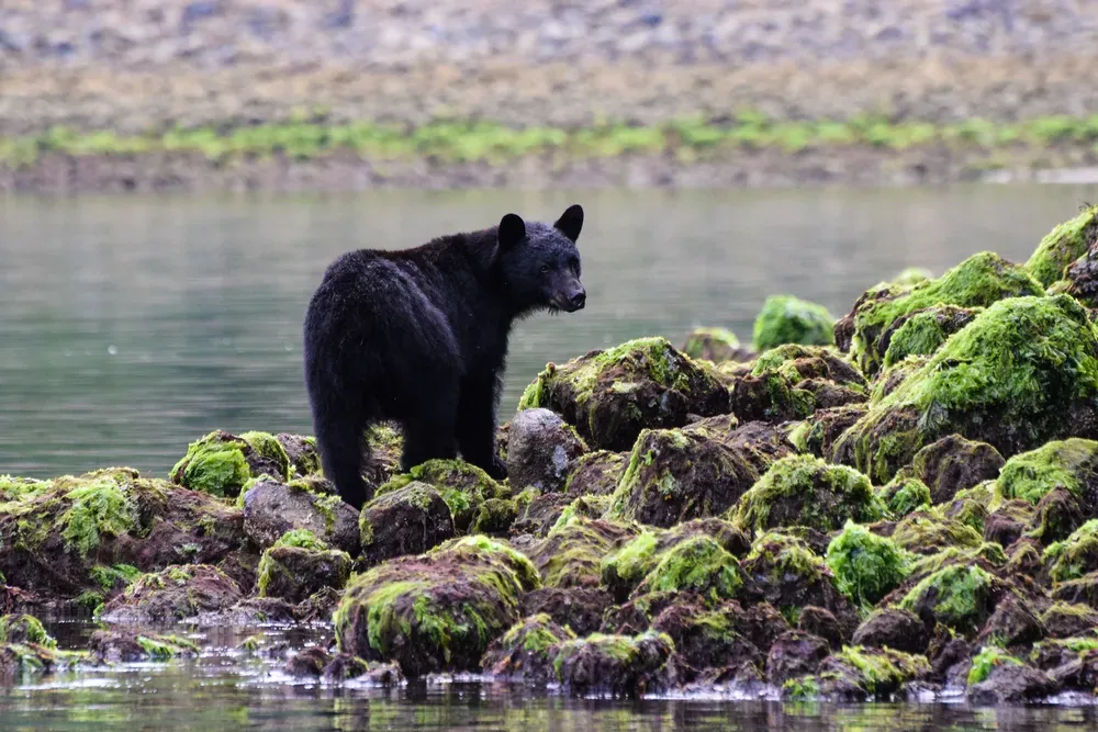 black bear in tofino
